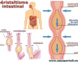 Mouvements intestinaux