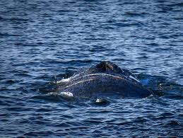 buckelwal lübecker bucht