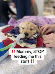 Iron Paws Dog Food | TikTok