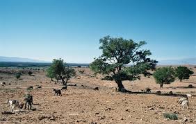 Image result for goat tree