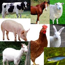 Image result for livestock