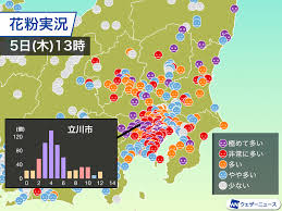 風が弱まり関東の花粉飛散は少し落ち着く 昨年より早い大量飛散