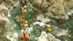 Hasil carian imej untuk hot spring sungkai perak