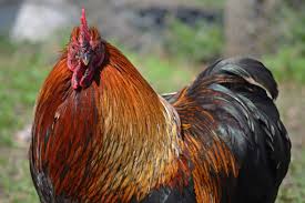 Image result for rooster