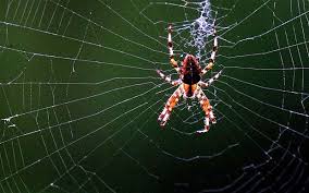 Image result for parecem teias de aranha;