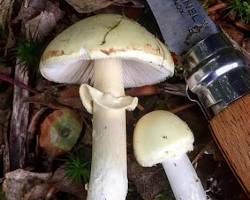 Destroying angel poisonous mushroom with white cap and gills