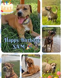 HAPPY BIRTHDAY SAM 🎉 Sechs Jahre bist du nun auf dieser Welt🌍, ein Herz aus GOLD 💛, kein Wunsch nach Geld. Mit sanftem Blick und leiser PFOTE 🐾, bist du der Held –