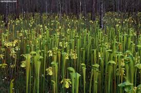 Résultat de recherche d'images pour "plante carnivore Sarracenia"