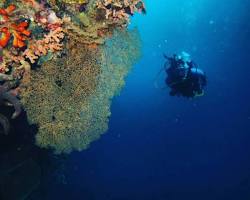 Gambar Keindahan bawah laut Pantai Olele, Gorontalo