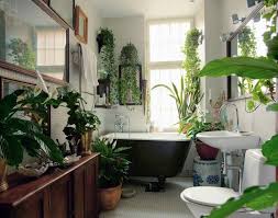 Image result for pictures of potted plants in our homes