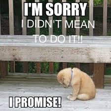 Image result for i sorry puppy