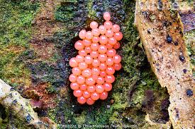 Stock photo of Arcyria ferruginea, a pink slime mould ...