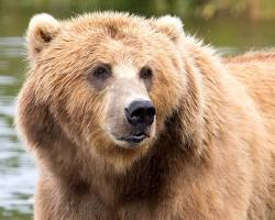 Urso-pardo