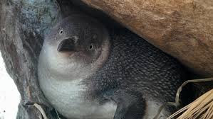 Thousands of little penguins being vaccinated against H5 bird flu in Victoria - video - The Guardian