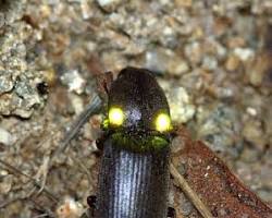 Click beetles bioluminescent insects