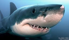 Image result for smiling sharks