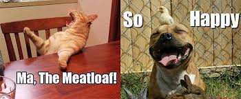Image result for Animal Meme