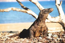 Image result for taman nasional komodo flores