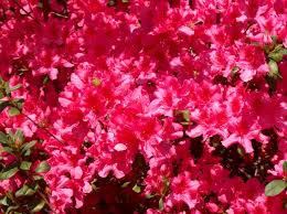 Image result for Azalea azaleas