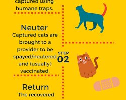 TrapNeuterReturn (TNR) program