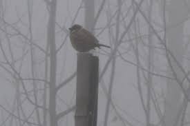 Image result for 雾霾，鸟
