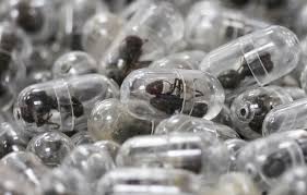 Ant Smuggler Sentenced to Jail in Kenya for Wildlife Trafficking
