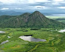 Image of Pantanal Plant Life, Brazil