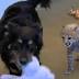 Watch: Cincinnati Zoo's orphaned cheetah cub gets dog playmate