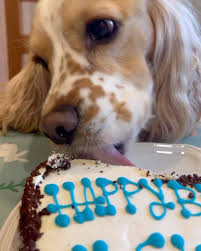 The Dog Bakery on Instagram: "Happy Birthday @clouds_wardrobe 🎂🎈🎉 #thedogbakery #dogcake #gotchaday #dogbirthday #cockerspaniel #cockerspanielsofinstagram #dogbirthdays #cakefordogs #birthdaycakefordogs #partyfordogs #birthdayfordogs #dogbirthdayparty #birthdaydog  #barkday #barkdaycake #barkdaypawty #cutedog #happydog #birthdaycake  #pupcakes #spoilyourdog #spoileddog #spoileddoggy #spoileddoggie #birthdaypup #birthdaypuppy #birthdaydoggo #dailybarker"