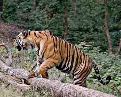 Hình ảnh về Bengal tiger in Duars