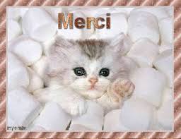 Résultat de recherche d'images pour "gif chaton"