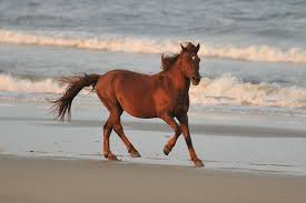 Image result for HORSE