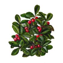 Image result for wintergreen plant