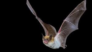 Doctor wakes up to bat in her mouth: 'I thought I was still dreaming'