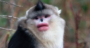 Image result for MONKEYS