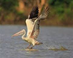 Image of vibrant Glossy Ibis soaring over the Prek Toal bird sanctuary in Tonle Sap Lake
