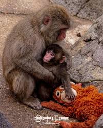 Tại vườn thú Ichikawa ngày hôm nay, bầu không khí thật yên ...