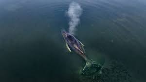 Buckelwal Timmy: Planungen für Bergung des Buckelwals laufen