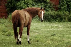 Image result for HORSE