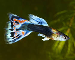 Guppy