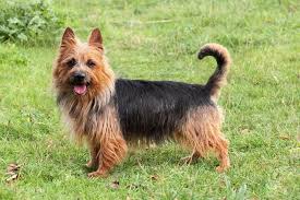  Ο σκύλος Australian Terrier...