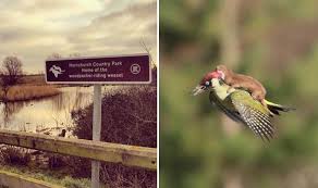 Image result for stunt weasel