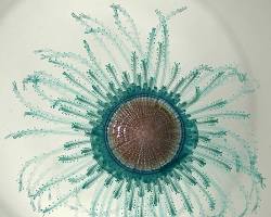 Image of Blue Button Jellyfish (Porpita porpita)