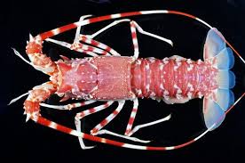 Resultado de imagen de crustaceans