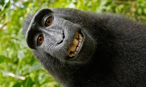 Image result for MONKEYS