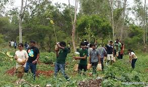 Image result for Tree plantation