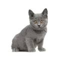 Le chat Chartreux - Micetto