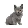 Vente de Chatons de race Chartreux - m