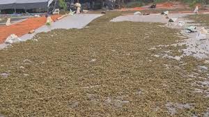 O que se sabe sobre a falha na preservação do local onde a Polícia encontrou plantação de maconha no CE