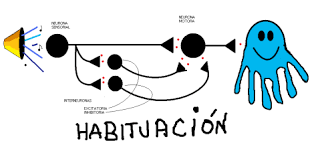 Resultat d'imatges de giro fusiforme izquierdo